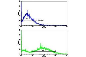 Flow cytometric analysis of NCI-H292 cells using CCNE1 polyclonal antibody (bottom histogram) compared to a negative control cell (top histogram). (Cyclin E1 anticorps  (C-Term))