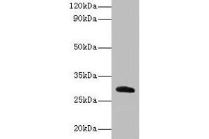 Western blot All lanes: Cela2a antibody at 2 μg/mL + Recombinant Chymotrypsin-like elastase family member 2A protein 0. (CELA2A anticorps  (AA 31-271))