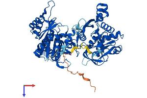 AlphaFold protein structure predicition of Human Recombinant CTPS1 Protein, UniprotID P17812
