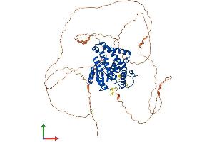AlphaFold protein structure predicition of Human Recombinant EYA4 Protein, UniprotID O95677