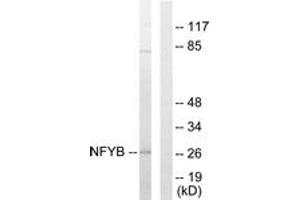 Western blot analysis of extracts from 293 cells, using NFYB Antibody. (NFYB anticorps  (AA 1-50))