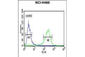 Flow cytometric analysis of NCI-H460 cells (right histogram) compared to a negative control cell (left histogram). (PISD anticorps  (AA 223-250))