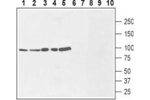 Western blot analysis of rat brain membranes (lanes 1 and 6), mouse brain lysate (lanes 2 and 7), human MCF-7 breast adenocarcinoma cells (lanes 3 and 8), human U-87 MG glioblastoma cells (lanes 4 and 9) and human THP-1 acute monocytic leukemia cells (lanes 5 and 10): - 1-5. (SLC9A1 anticorps  (1st Extracellular Loop))