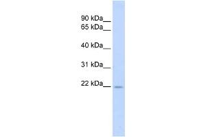 WB Suggested Anti-TNFSF18 Antibody Titration:  0. (TNFSF18 anticorps  (Middle Region))