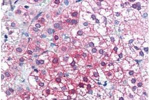 Human Adrenal (formalin-fixed, paraffin-embedded) stained with AXIN1 antibody ABIN351463 at 3. (Axin anticorps  (AA 850-862))