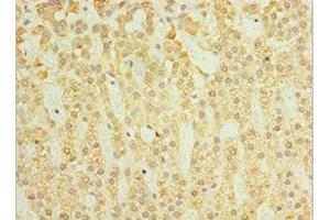 Immunohistochemistry of paraffin-embedded human adrenal gland tissue using ABIN7160782 at dilution of 1:100 (SGSH anticorps  (AA 273-502))