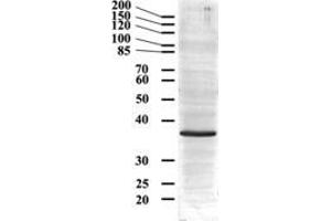 anti-Glyceraldehyde-3-Phosphate Dehydrogenase (GAPDH) (Internal Region) antibody