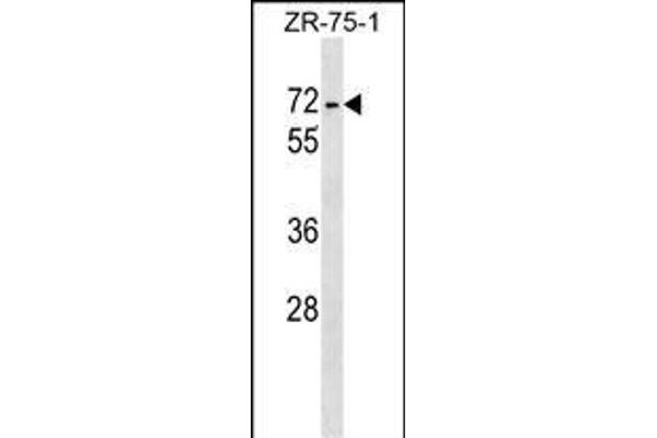 ZKSCAN1 anticorps  (AA 238-265)