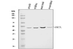 Western blot analysis of DNMT3L using anti-DNMT3L antibody (ABIN7599338).