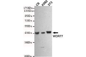 Western blot detection of WDR77 in C6,3T3 and K562 cell lysates using WDR77 mouse mAb (1:1000 diluted). (WDR77 anticorps)