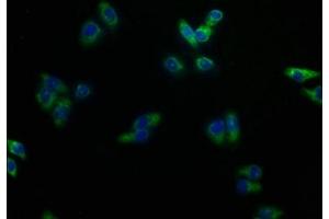 Immunofluorescence staining of HepG2 cells with ABIN7149970 at 1:100, counter-stained with DAPI.