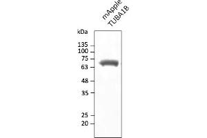 Western Blotting (WB) image for anti-mApple Fluorescent Protein antibody (ABIN7273083) (mApple Fluorescent Protein anticorps)