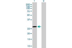 Western Blot analysis of PTTG1 expression in transfected 293T cell line by PTTG1 MaxPab polyclonal antibody. (PTTG1 anticorps  (AA 1-202))