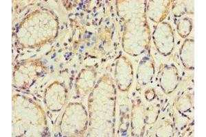 Immunohistochemistry of paraffin-embedded human stomach tissue using ABIN7152265 at dilution of 1:100 (Exonuclease 1 anticorps  (AA 301-600))