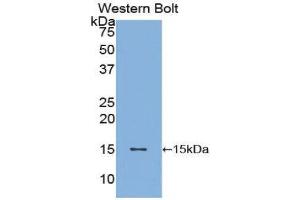 Western Blotting (WB) image for anti-Brain-Derived Neurotrophic Factor (BDNF) (AA 128-247) antibody (ABIN1858127) (BDNF anticorps  (AA 128-247))