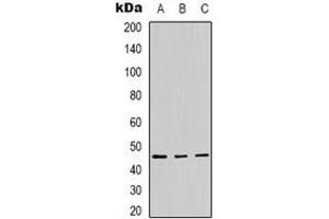 Western blot analysis of Panopsin expression in Hela (A), A431 (B), mouse brain (C) whole cell lysates. (OPN3 anticorps)
