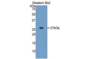 Western Blotting (WB) image for anti-Glutathione S-Transferase alpha 4 (GSTA4) (AA 3-222) antibody (ABIN1078079) (GSTA4 anticorps  (AA 3-222))