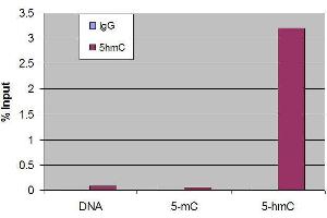 Chromatin Immunoprecipitation (ChIP) image for anti-5-Hydroxymethylcytosine (5-hmC) antibody (ABIN2668981) (5-Hydroxymethylcytosine anticorps)