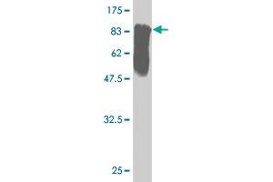 Western Blot detection against Immunogen (82.