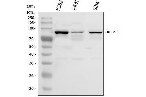 Western blot analysis of MCAK using anti-MCAK antibody (ABIN3043278).