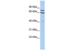 Image no. 1 for anti-Zinc Finger Protein 471 (ZNF471) (AA 144-193) antibody (ABIN6740453)