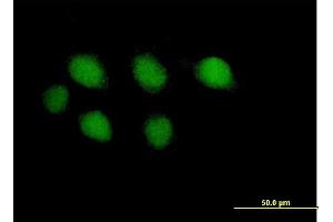Immunofluorescence of purified MaxPab antibody to POLE on HeLa cell. (POLE anticorps  (AA 1-370))