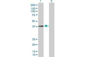 Western Blot analysis of SUCLG2 expression in transfected 293T cell line by SUCLG2 MaxPab polyclonal antibody. (SUCLG2 anticorps  (AA 1-384))