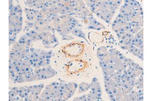 ABIN6267068 at 1/100 staining mouse pancreas tissue sections by IHC-P.