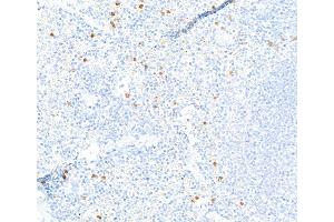 anti-Lymphocyte Antigen 6 Complex, Locus G (Ly6g) antibody
