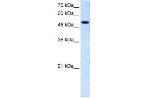 SLC25A25 antibody used at 0. (SLC25A25 anticorps)