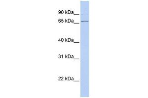 DNAJC1 antibody used at 1 ug/ml to detect target protein. (DNAJC1 anticorps)