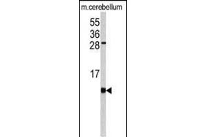Western blot analysis of FKBP1B antibody (N-term) (ABIN392348 and ABIN2841987) in mouse cerebellum tissue lysates (35 μg/lane).