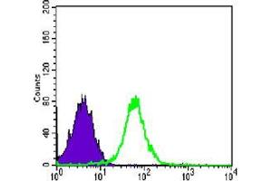 Flow cytometric analysis of PC-2 cells using CDH2 mouse mAb (green) and negative control (purple).