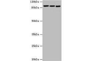 Western blot All lanes: Circadian locomoter output cycles protein kaput antibody at 6 μg/mL Lane 1: Hela whole cell lysate Lane 2: NIH/3T3 whole cell lysate Lane 3: 293T whole cell lysate Secondary Goat polyclonal to rabbit IgG at 1/10000 dilution Predicted band size: 95 kDa Observed band size: 95 kDa