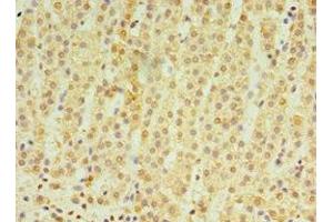 Immunohistochemistry of paraffin-embedded human adrenal gland tissue using ABIN7164415 at dilution of 1:100 (RNF212 anticorps  (AA 1-297))
