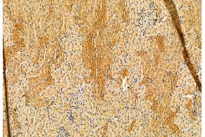 ABIN6265187 and ABIN6272863 at 1/100 staining Rat kidney tissue by IHC-P. (SMCR7L anticorps  (Internal Region))