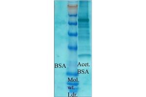 Image no. 1 for anti-Acetylated Lysine (acetylated) antibody (ABIN264880) (Acetylated Lysine anticorps  (acetylated))