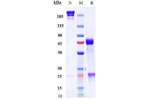 Anti-TGFb1 Reference Antibody (M7824) on SDS-PAGE under reducing (R) condition.