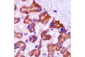 Immunohistochemistry (IHC) image for anti-Peroxisomal Biogenesis Factor 5 (PEX5) antibody (ABIN7308158) (PEX5 anticorps)