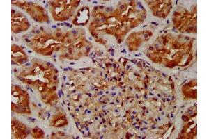 IHC image of ABIN7162085 diluted at 1:300 and staining in paraffin-embedded human kidney tissue performed on a Leica BondTM system.