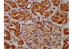 IHC image of ABIN7162085 diluted at 1:300 and staining in paraffin-embedded human kidney tissue performed on a Leica BondTM system. (NUMBL anticorps  (AA 447-576))
