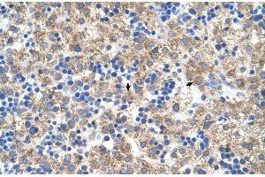 Human Liver (NR1I3 anticorps  (N-Term))