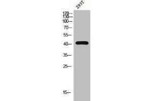 Western Blot analysis of 293T cells using G2A Polyclonal Antibody (G Protein-Coupled Receptor 132 anticorps  (C-Term))