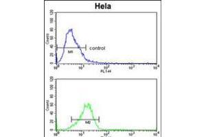 Flow cytometric analysis of Hela cells (bottom histogram) compared to a negative control cell (top histogram). (CYP7B1 anticorps  (AA 252-281))