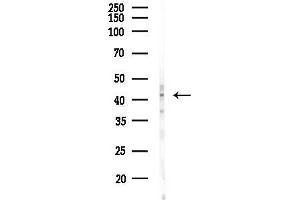 anti-Transcription Factor 7 (T-Cell Specific, HMG-Box) (TCF7) antibody