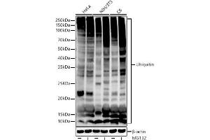Western blot analysis of extracts of various cell lines, using Ubiquitin antibody (ABIN7271129) at 1:1000 dilution. (Ubiquitin B anticorps)