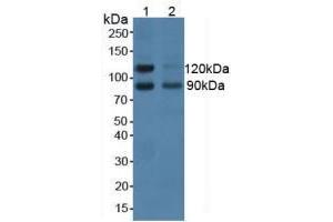 Figure. (NCAM2 anticorps  (AA 21-297))