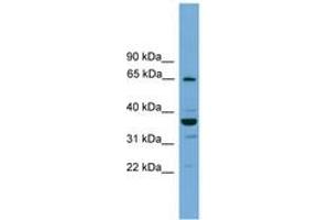 Image no. 1 for anti-TH1-Like (TH1L) (AA 44-93) antibody (ABIN6745217) (TH1-Like anticorps  (AA 44-93))