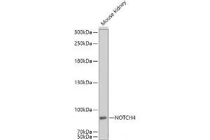 Western blot analysis of extracts of Mouse kidney using NOTCH4 Polyclonal Antibody at dilution of 1:1000. (NOTCH4 anticorps)