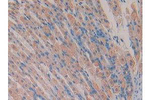 IHC-P analysis of Mouse Stomach Tissue, with DAB staining. (TMEM27 anticorps  (AA 12-222))